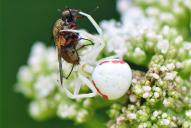 Misumena vatia(♀)