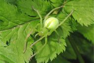 Micrommata virescens(♀)