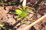 Micrommata virescens(♀)