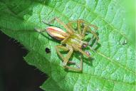 Micrommata virescens(♂)