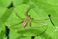 Micrommata virescens(♂)