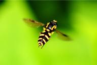 Xanthogramma pedissequum