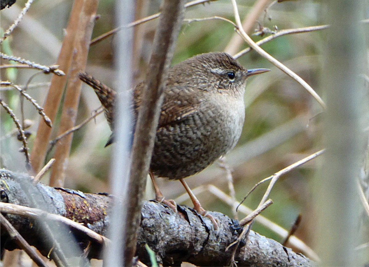 Troglodytes troglodytes
