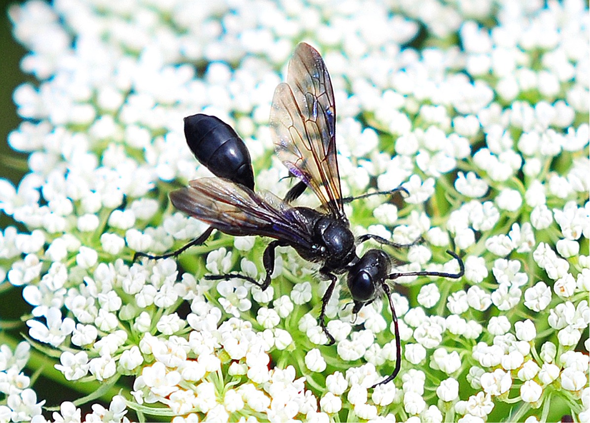 Isodontia mexicana