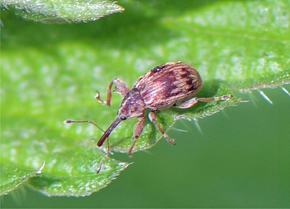 Anthonomus rectirostris
