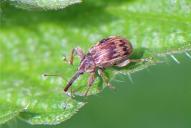 Anthonomus rectirostris