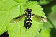 Xanthogramma pedissequum