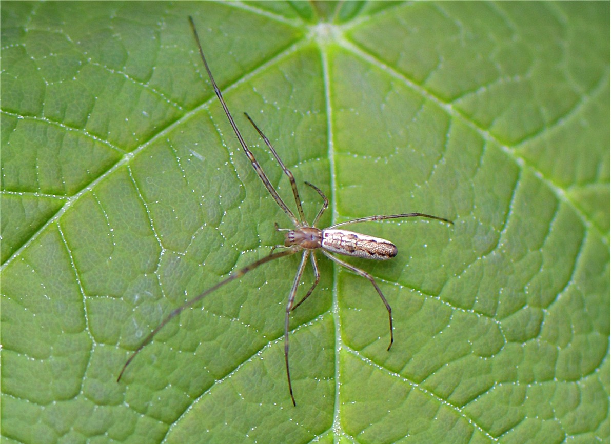 Tetragnatha montana(cf)