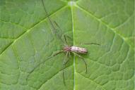 Tetragnatha montana