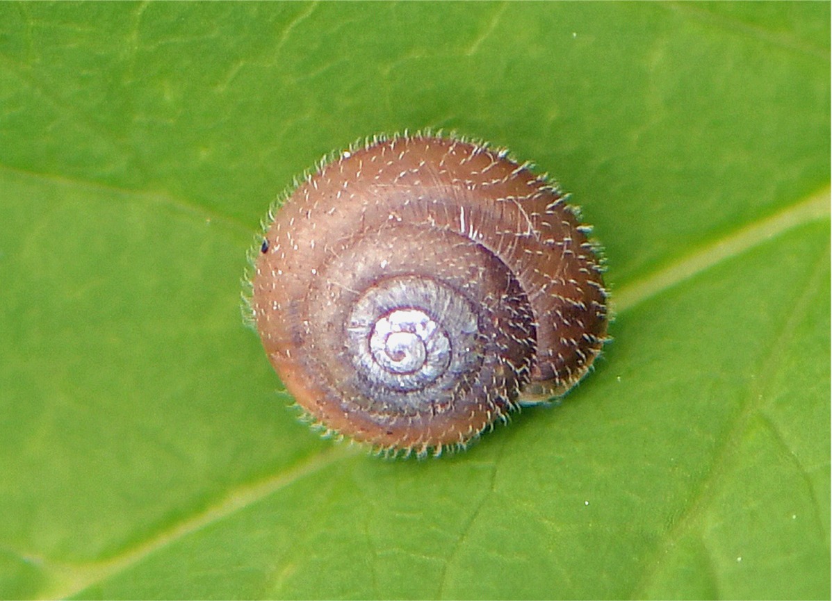 Trochulus hispidus