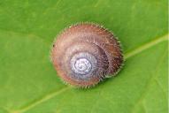 Trochulus hispidus