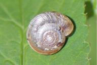 Hygromia cinctella(Gehäuse)