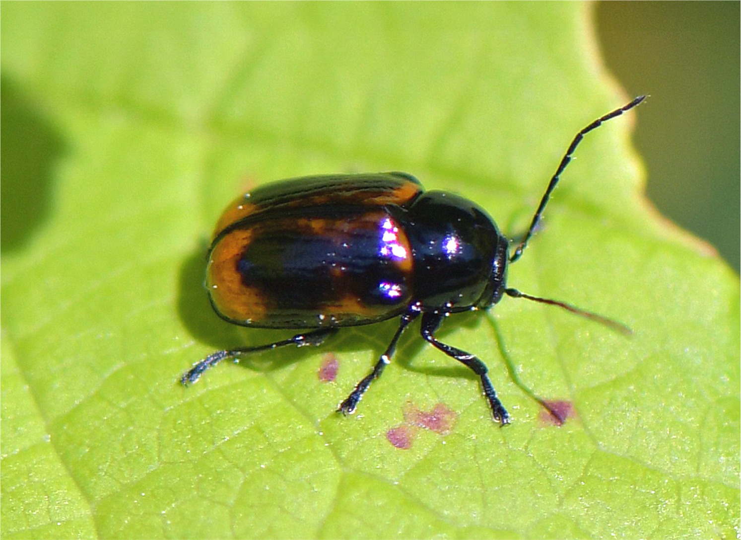 Cryptocephalus bipunctatus