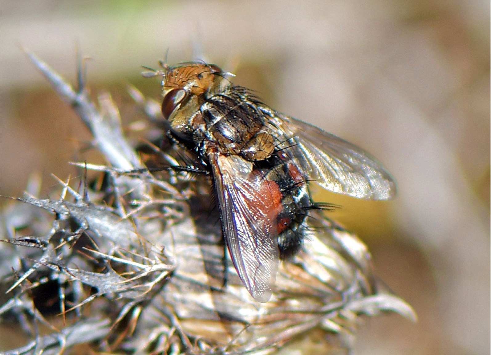 Gonia ornata