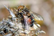 Gonia ornata