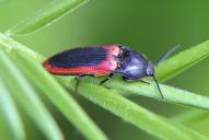 Ampedus sanguinolentus