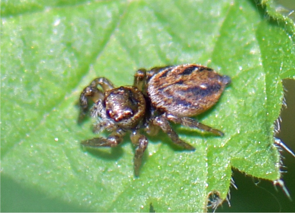 Evarcha arcuata