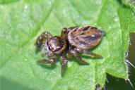 Evarcha arcuata