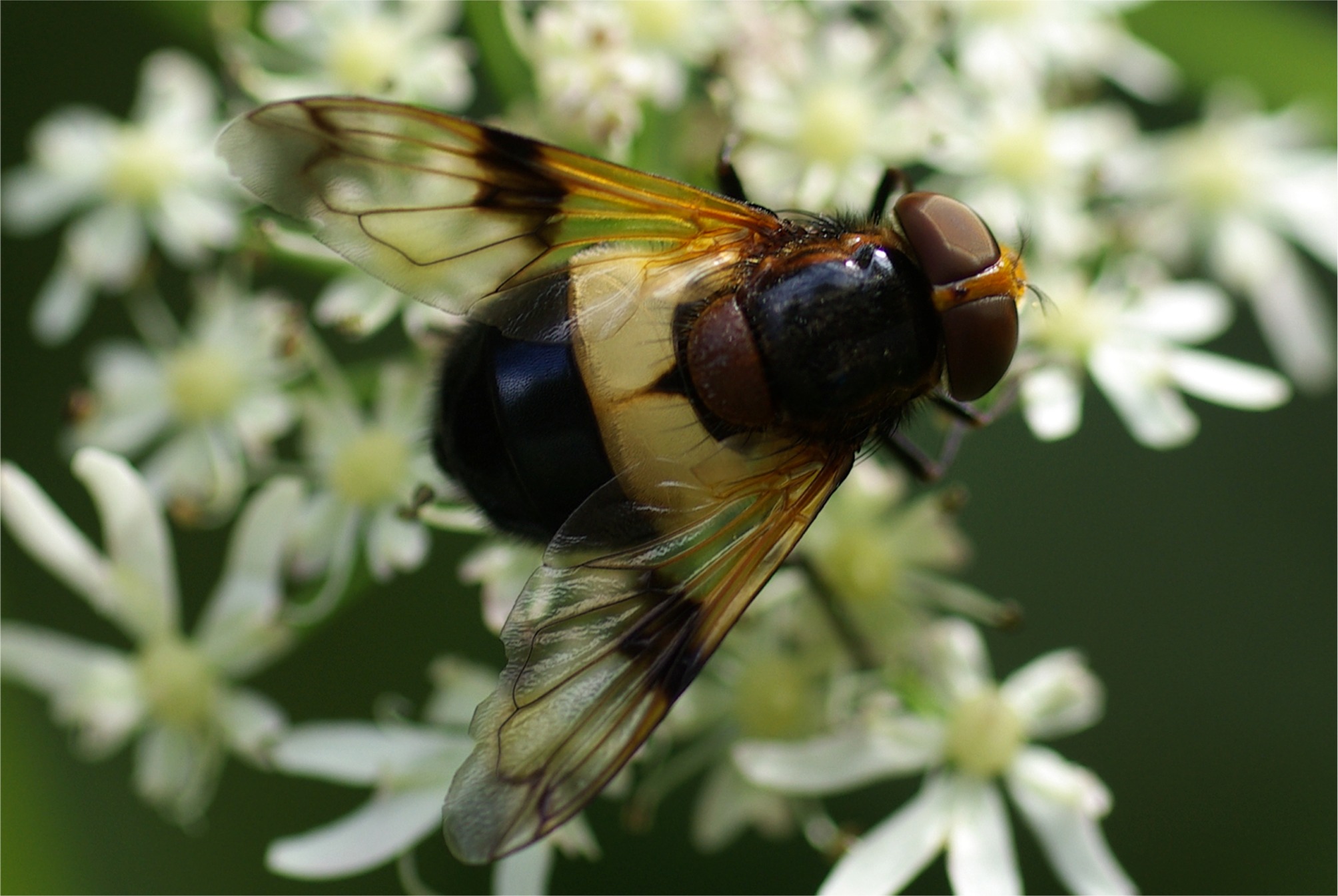 Volucella pellucens