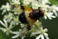 Volucella pellucens