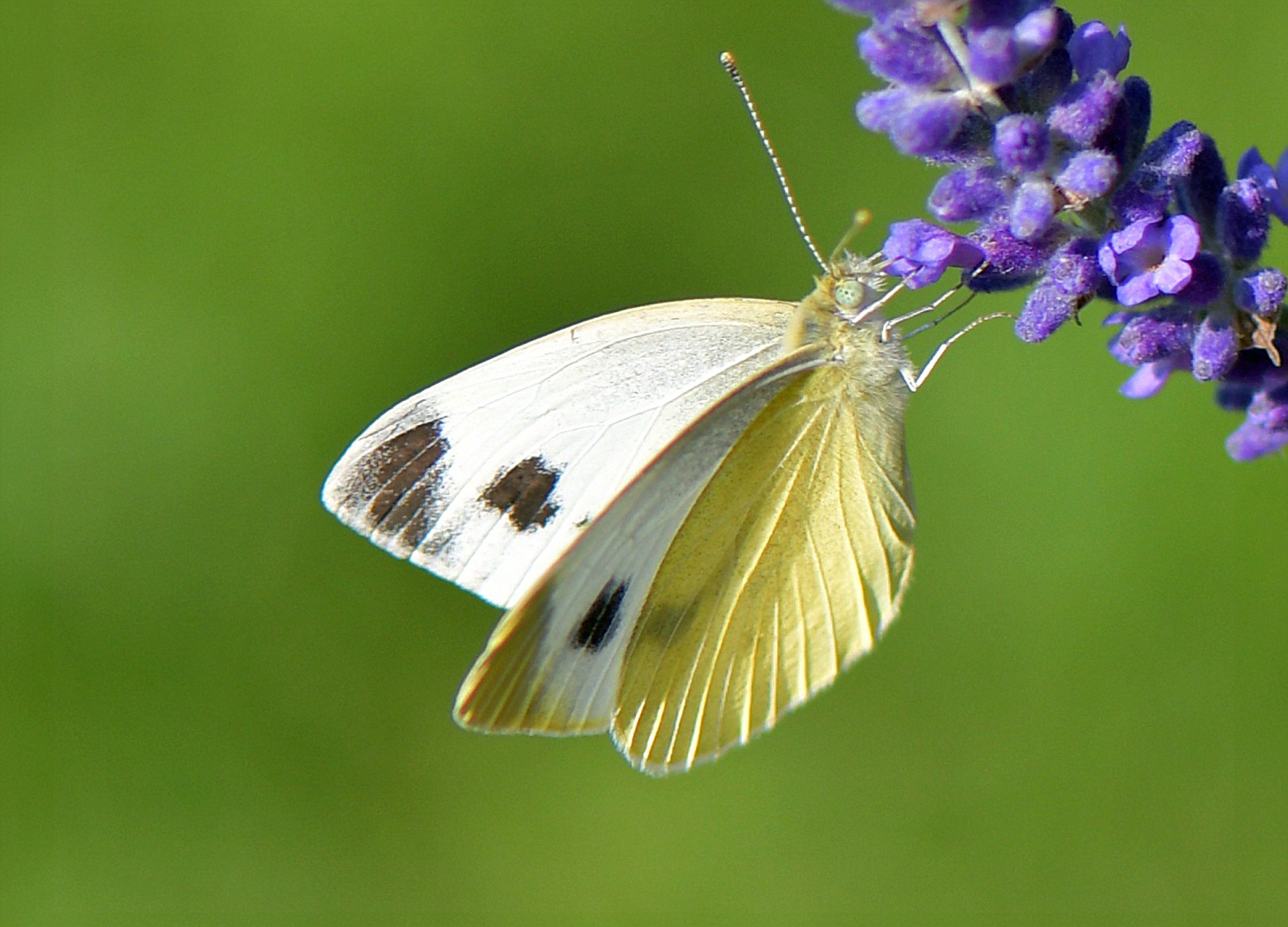 Pieris mannii(♀)