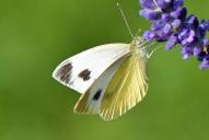 Pieris mannii
