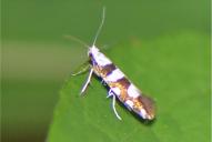 Argyresthia brockeella