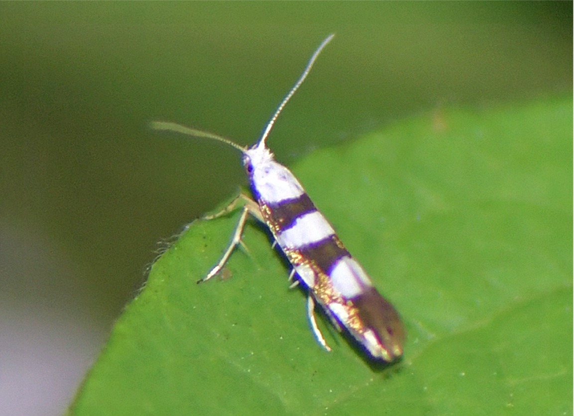Argyresthia brockeella