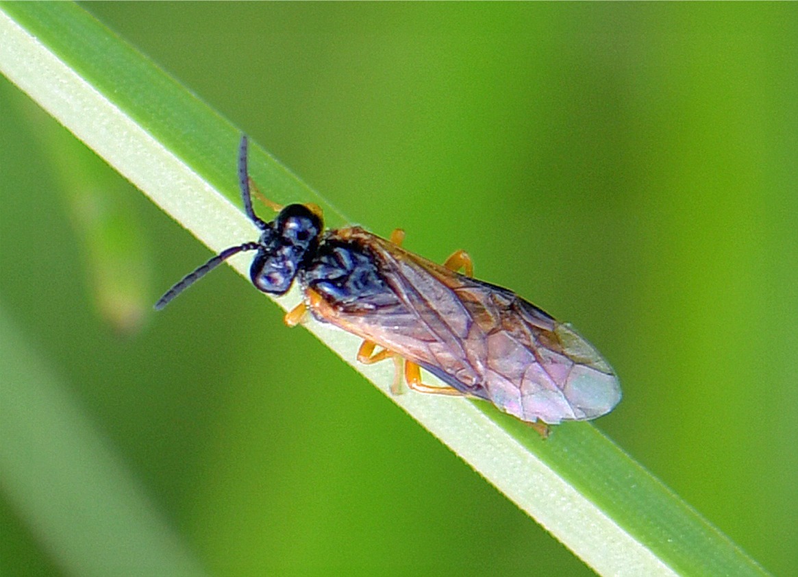 Selandria serva