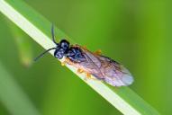 Selandria serva