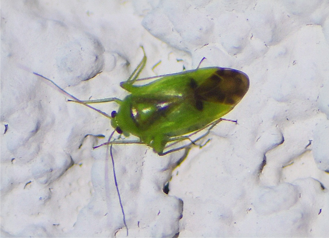 Neolygus viridis