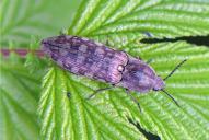 Actenicerus sjaelandicus