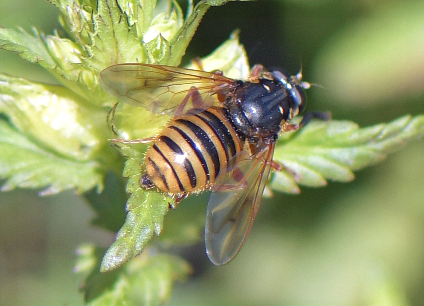 Temnostoma apiforme