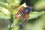 Temnostoma apiforme
