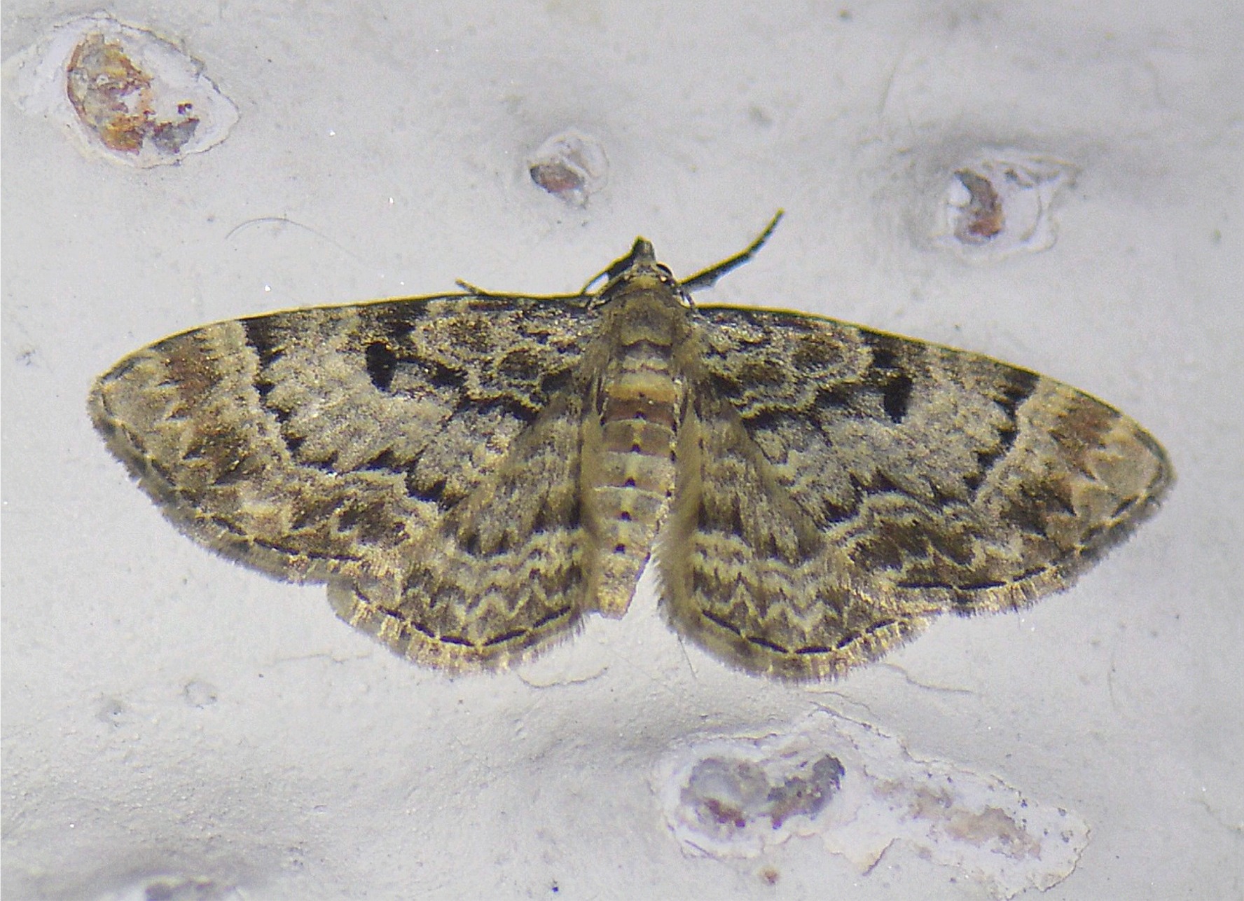 Eupithecia abietaria