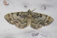 Eupithecia abietaria