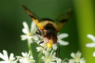 Volucella pellucens