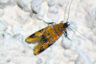 Promalactis procerella