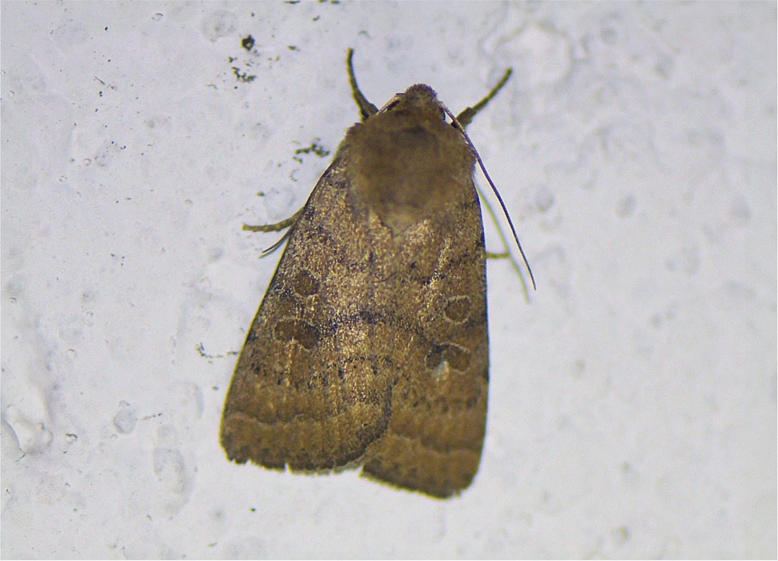 Hoplodrina octogenaria