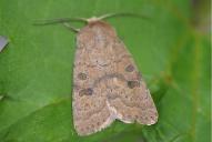 Hoplodrina octogenaria