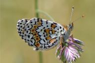Melitaea cinxia