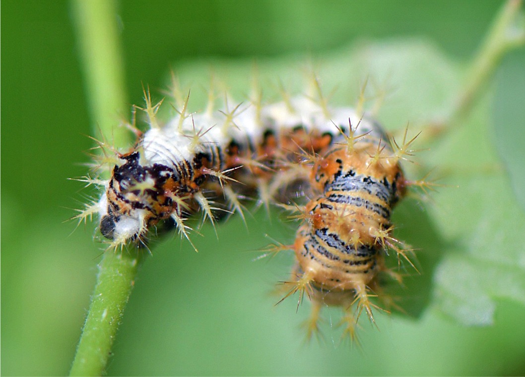 Polygonia c-album (Raupe)