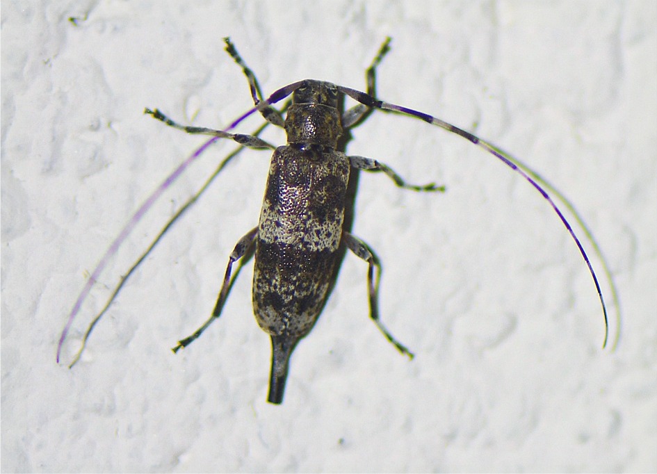 Acanthocinus griseus(♀)