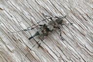 Acanthocinus griseus(♀)