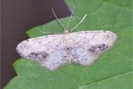 Idaea dimidiata