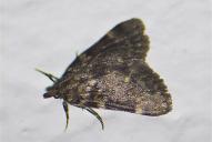Aglossa pinguinalis
