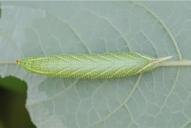 Smerinthus ocellata (Raupe)