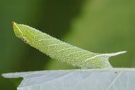 Smerinthus ocellata (Raupe)