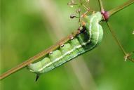 Macroglossum stellatarum (Raupe)
