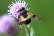 Volucella pellucens